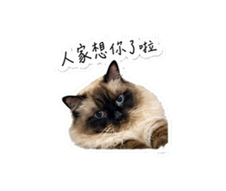 藍眼長毛貓的人家想你了啦動態貼圖